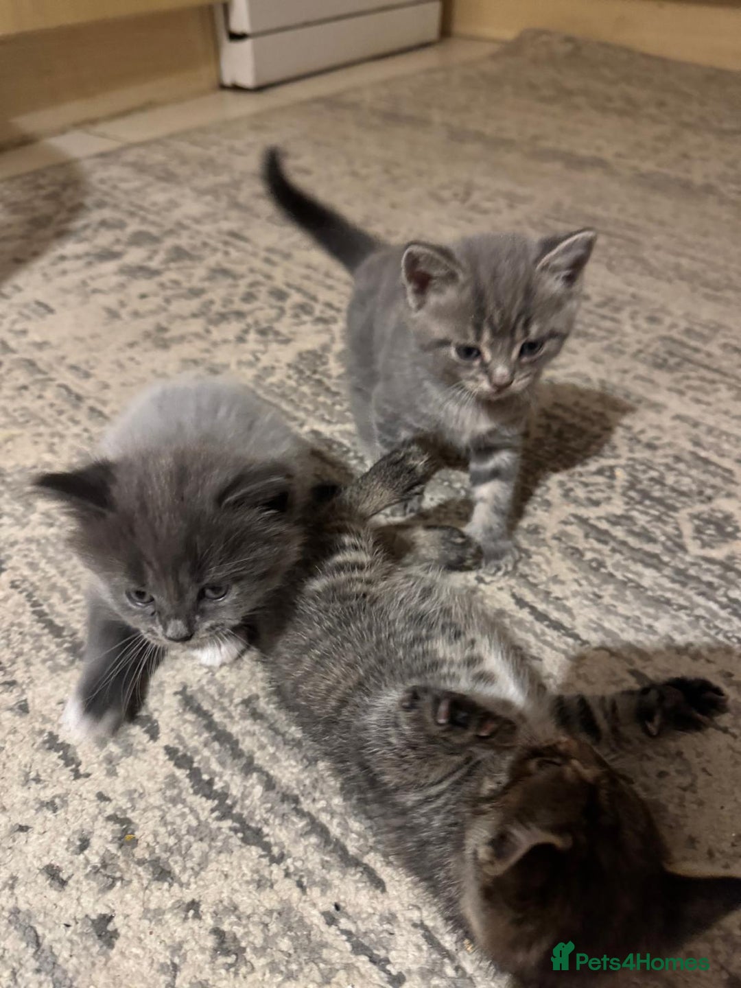 British Shorthair cats for sale: Beautiful cats  - Image 9