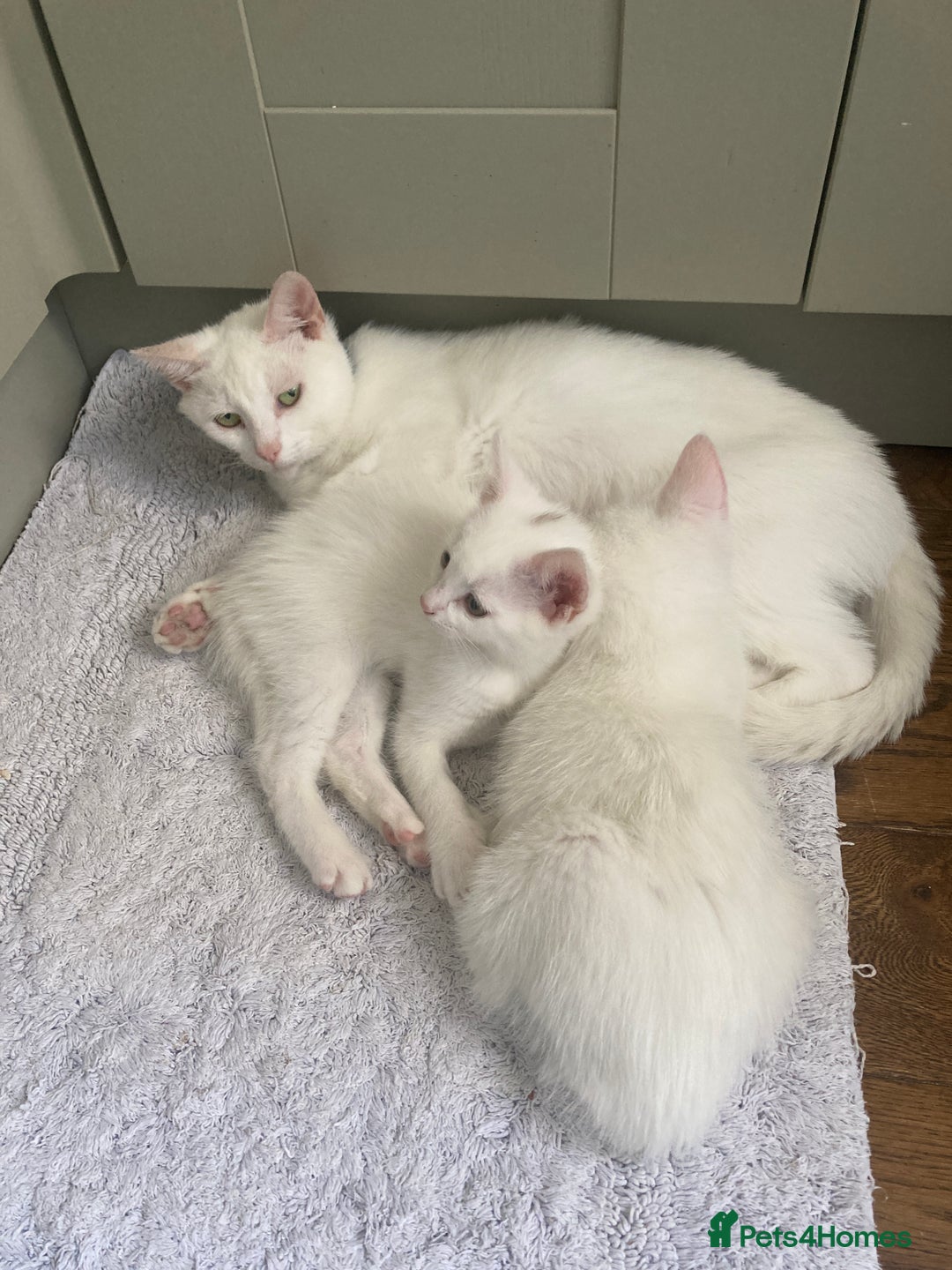 Turkish Van cats for sale: Gorgeous & Loving Turkish Van Kittens - Image 35