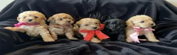 Maltipoo dogs for sale: Teddy bear Maltipoos, DNA Health tested - Advert 2