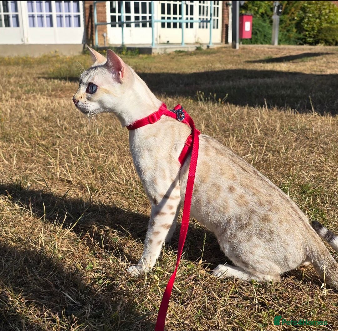 Bengal cats TICA Registered Snow Bengal Girl – Active Register - Advert 14