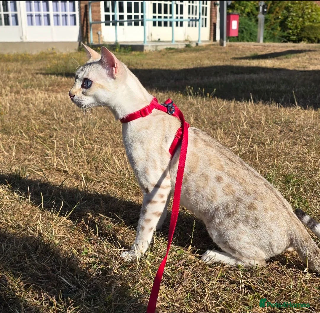Bengal cats for sale: TICA Registered Snow Bengal Girl – Active Register - Advert 1