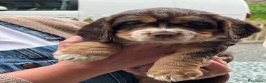  Puppy 10