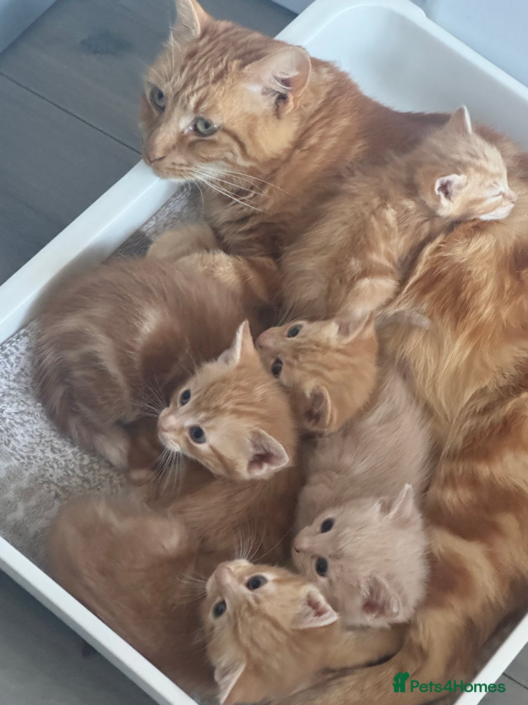 Domestic Shorthair cats for sale: Ginger kittens  - Image 8