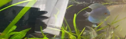Cichlids fish for sale: Discus - Advert 3