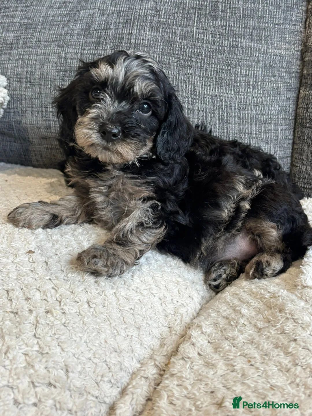 Cavapoo dogs for sale: Health tested Cavapoo puppies  - Advert 17