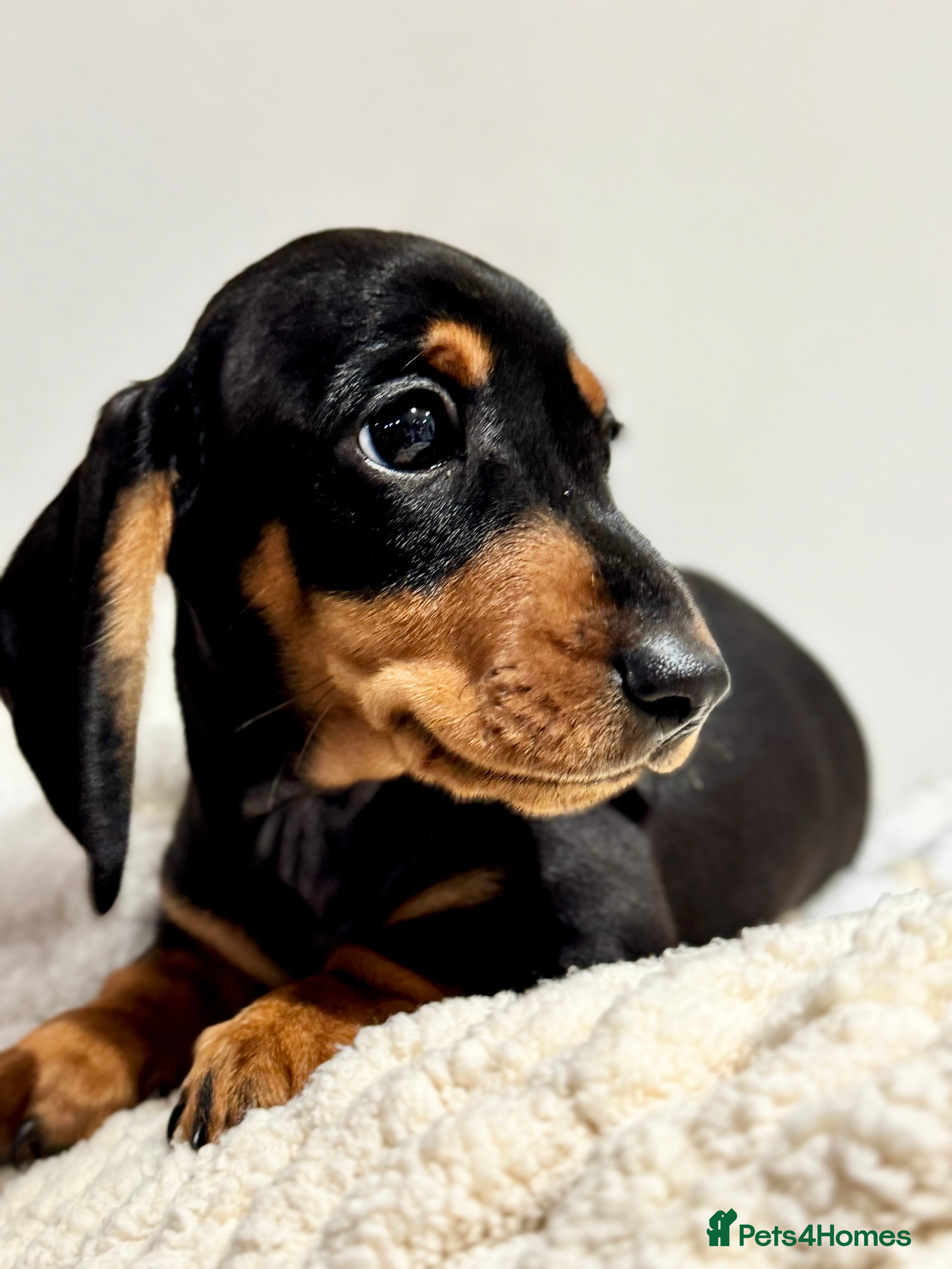 Miniature Dachshund dogs KC miniature dachshund pups - Advert 1