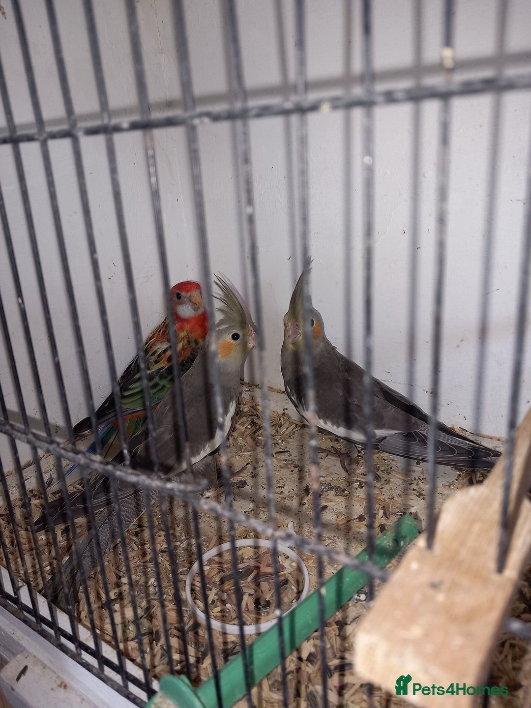 Cockatiels birds for sale: Golden Manyel Rossela  - Image 4