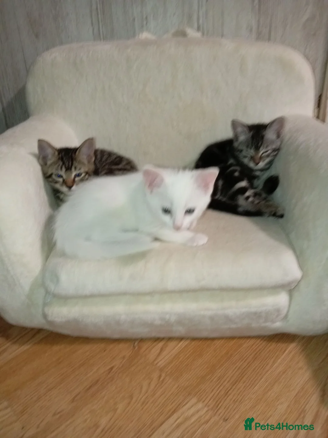 Mixed Breed cats for sale: White Male and stripy/spotty tabby males ready now - Advert 2