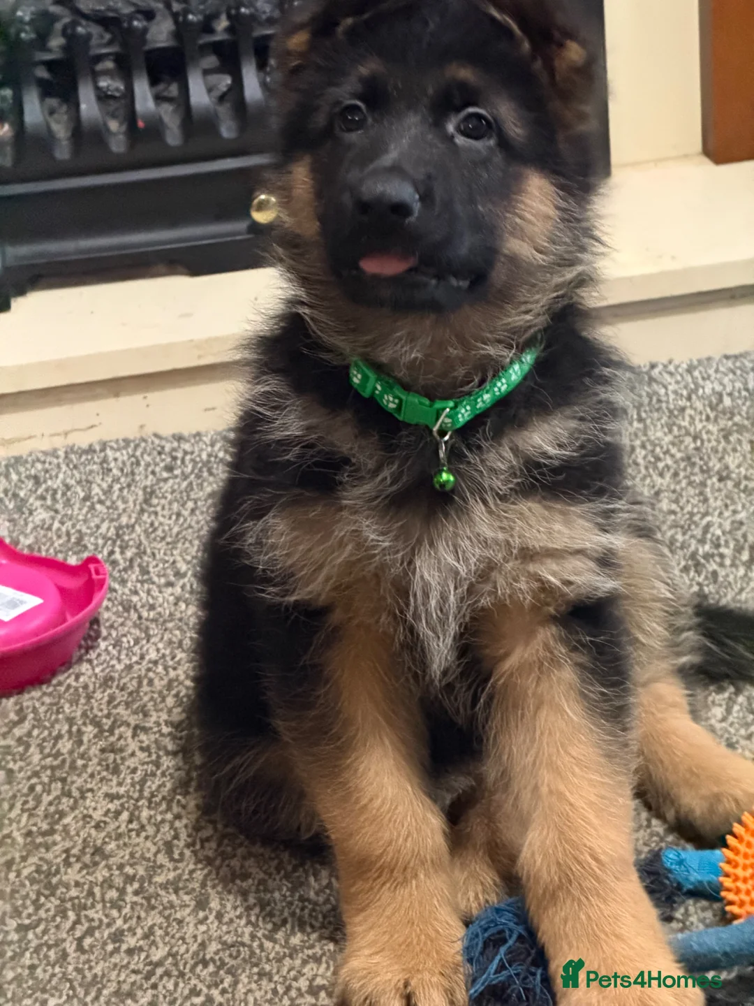 German Shepherd dogs for sale: LAST MALE GERMAN SHEPHERD LEFT  - Advert 2