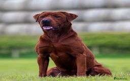 Labrador Retriever dogs for sale: Exceptional Fox Red Labrador Litter - Image 19
