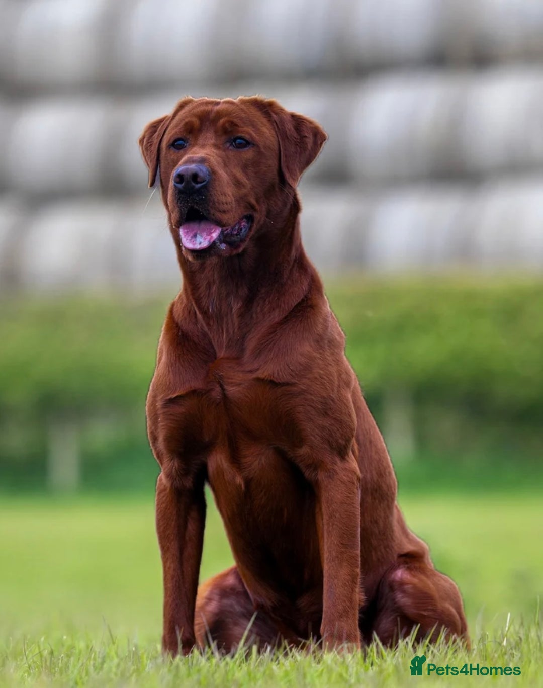Labrador Retriever dogs for sale: Exceptional Fox Red Labrador Litter - Image 19