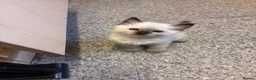 Ragdoll cats for sale: Beautiful pedigree kittens  in Peterborough - Advert 4