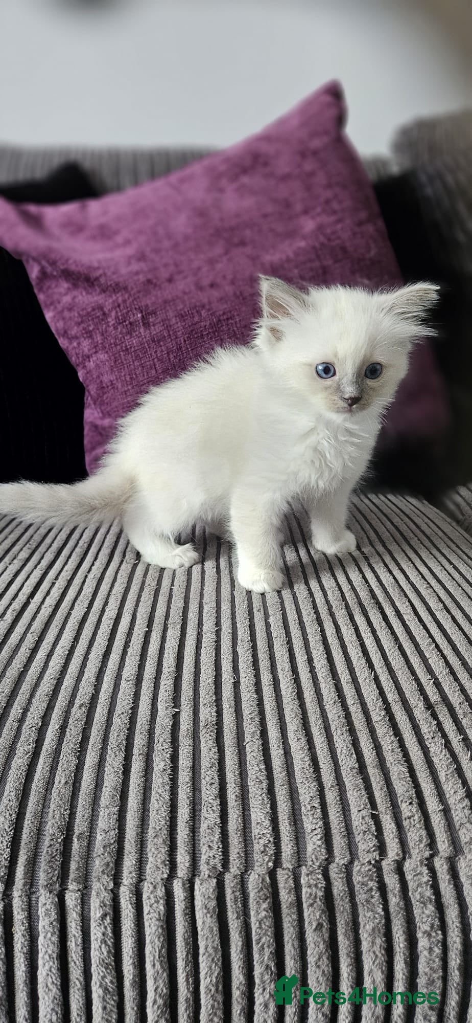 Ragdoll cats Stunning ragdoll kittens Ready for new homes - Advert 6