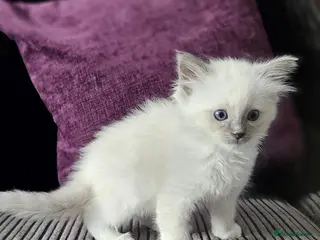 Ragdoll cats Stunning ragdoll kittens Ready for new homes - Advert 6
