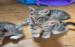 Mixed Breed cats for sale: 2 x male kittens - Image 2
