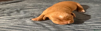 Bocker Puppy 2