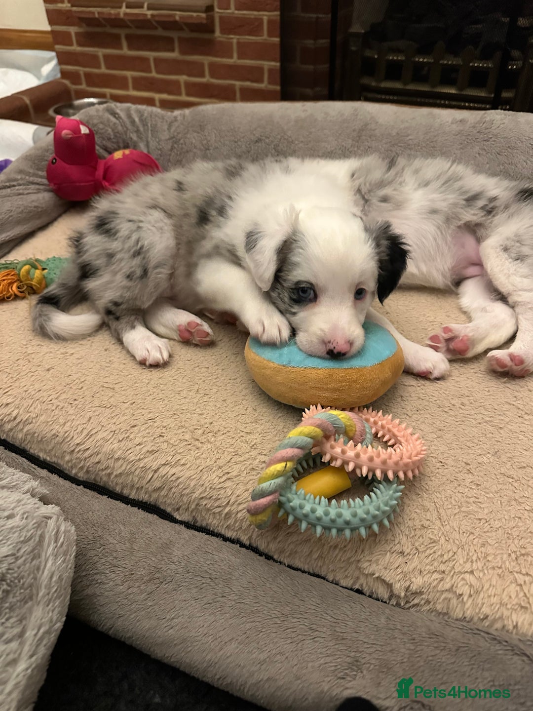 Border Collie dogs for sale: Beautiful litter of 8 border collies puppies - Advert 25