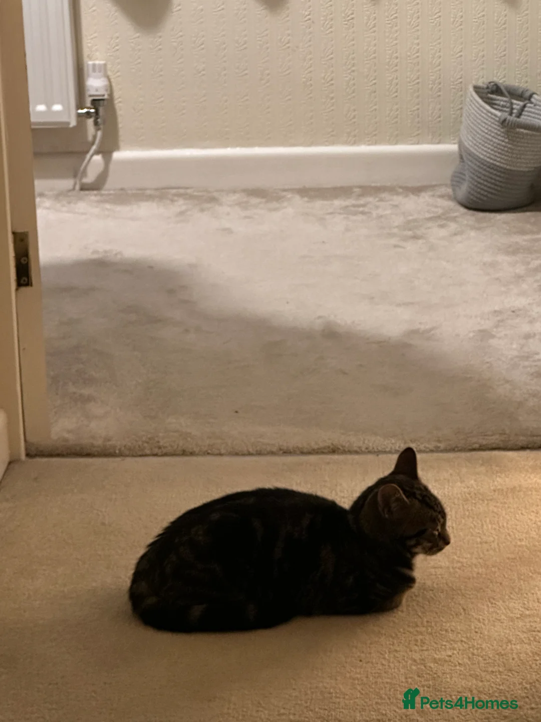 Domestic Shorthair cats for sale: Simba looking for new parents - Advert 2