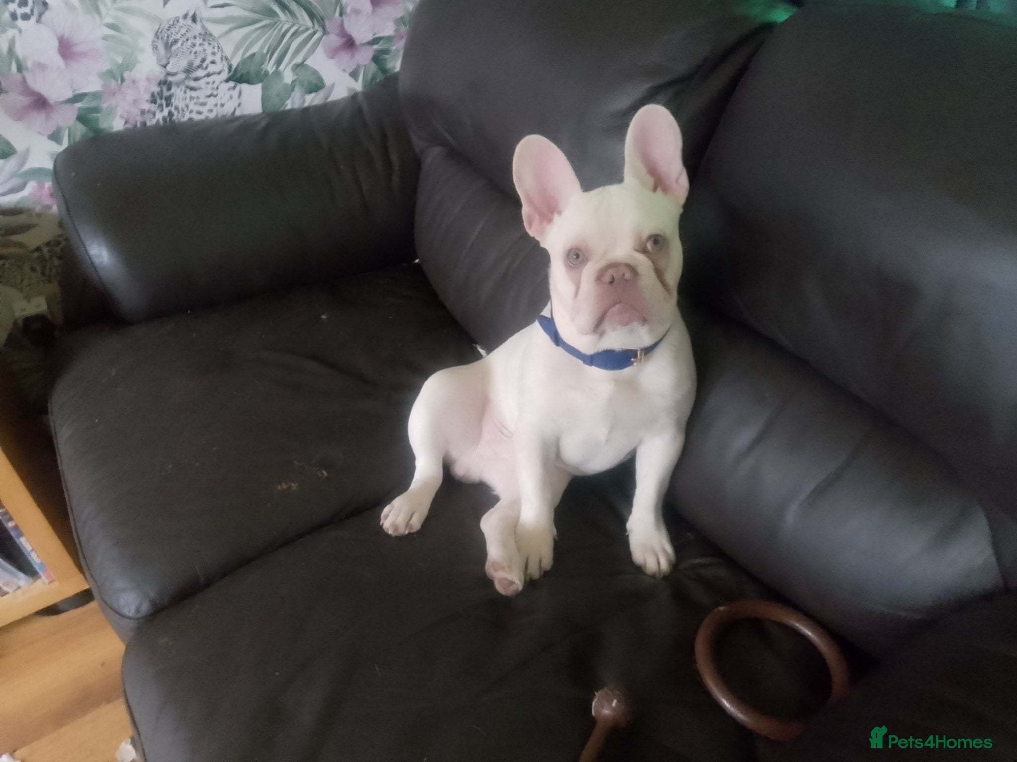 French Bulldog dogs French bulldog male - Advert 15