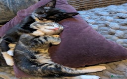 Domestic Shorthair cats for sale: Beautiful domestic short hair kittens for sale  - Image 9