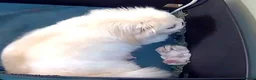 Pekingese dogs for sale: Lilac Fawn Parti Pekingese Puppy - Advert 8