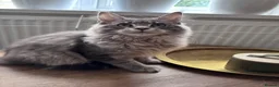 Maine Coon cats for sale: 🐾 STUNNING MAINE COON BOY – UNIQUE COAT 🐾 - Advert 12