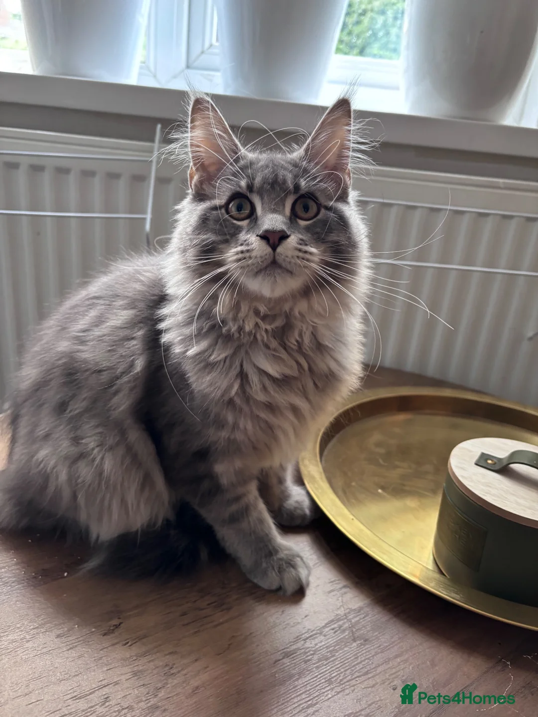 Maine Coon cats for sale: 🐾 STUNNING MAINE COON BOY – UNIQUE COAT 🐾 - Advert 12