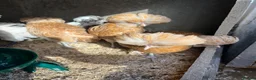 Chickens poultry for sale: Chamois polish pullets, Lavender pekin batams   - Advert 7