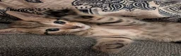 Mixed Breed cats for sale: 3 kittens for sale  - Advert 9