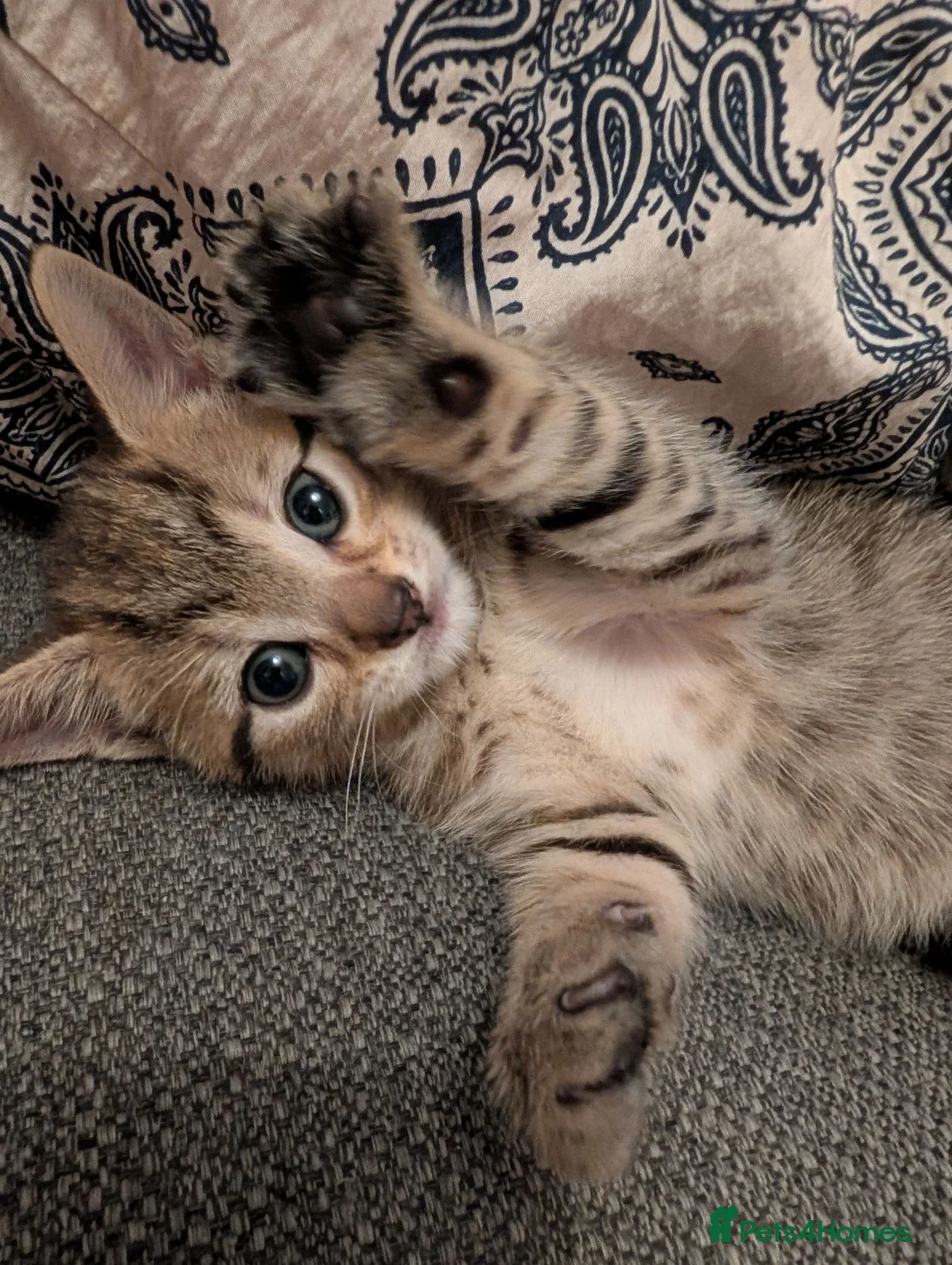 Mixed Breed cats for sale: 3 kittens for sale  - Advert 9
