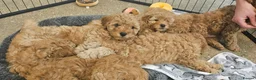 Cavapoo dogs for sale: Beautiful Cavapoo Puppies DUE NOV 7TH - Advert 20