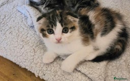 Scottish Fold cats for sale: Beautiful Scottish Folds - Image 21