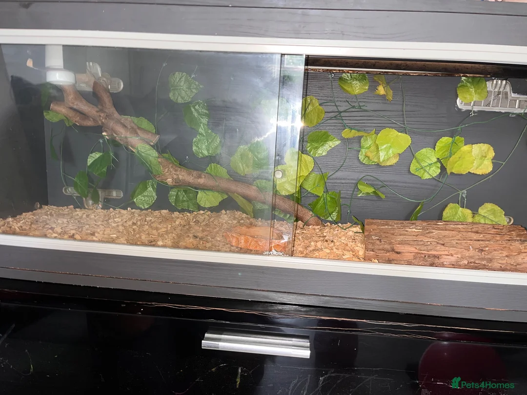 Corn Snake reptiles for sale: Reptile Vivarium in London - Advert 2