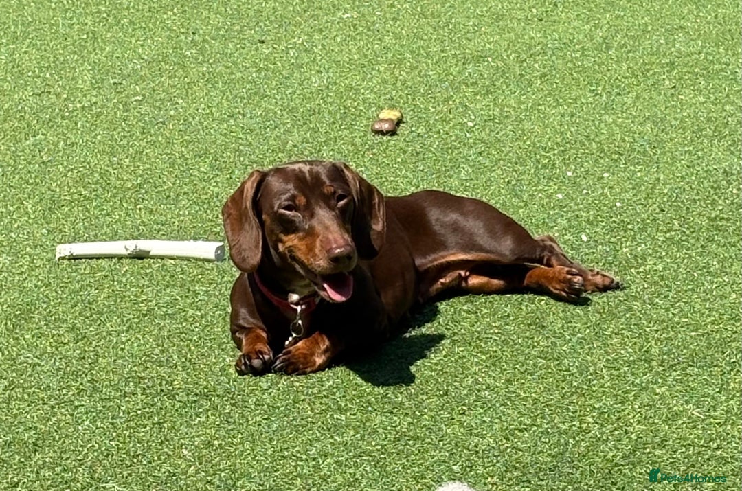Cavapoo dogs for sale: Adult Cavapoo and Miniature Dachshund Females - Image 2