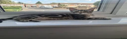 Domestic Shorthair cats for sale: Russian Blue × Bengal Mixed Kittens – 4 available - Advert 11
