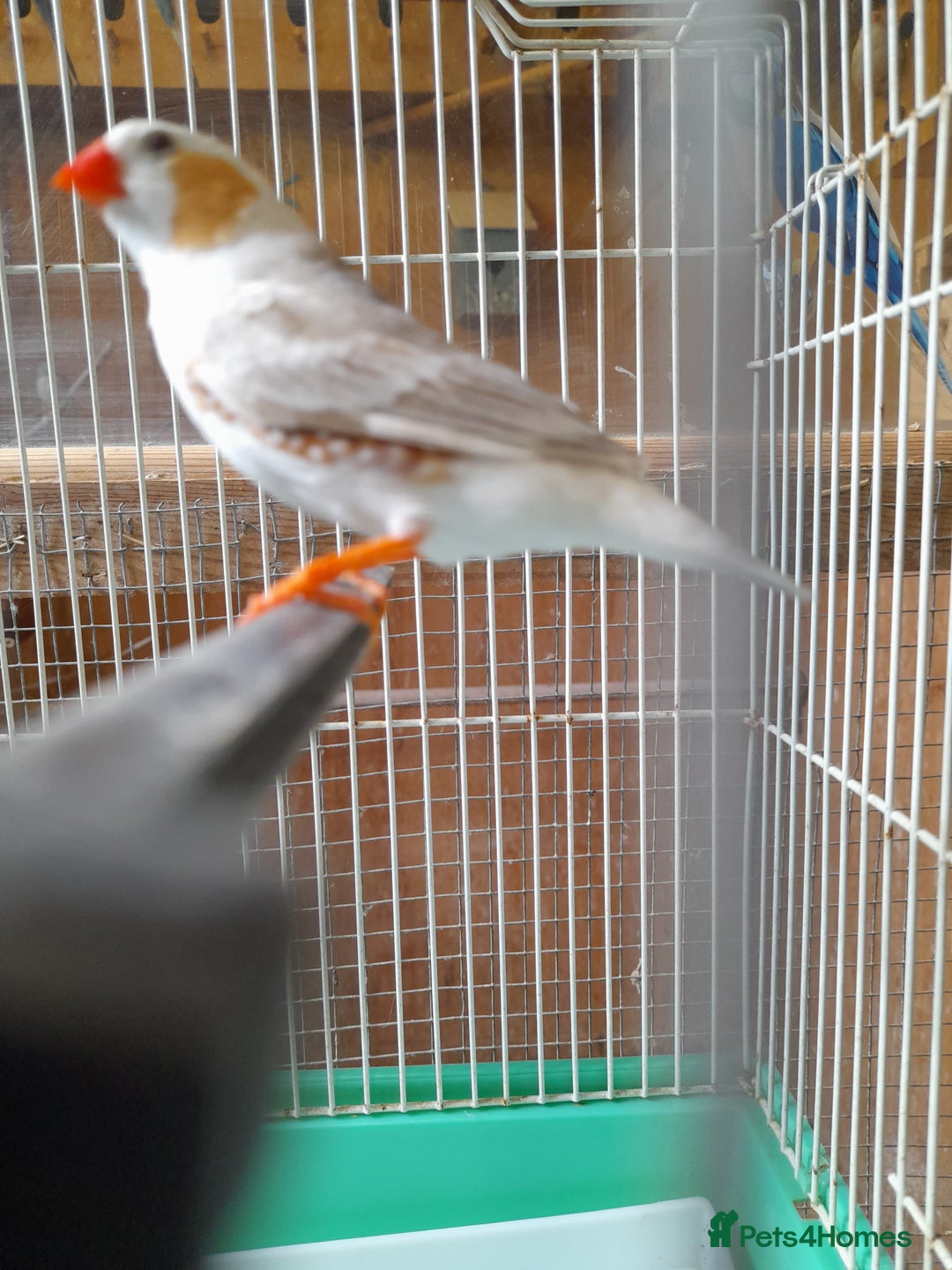 Finches birds for sale: Male zebra finches ready to go  - Image 3