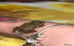 Frog reptiles for sale: White tree froglets  - Advert 3