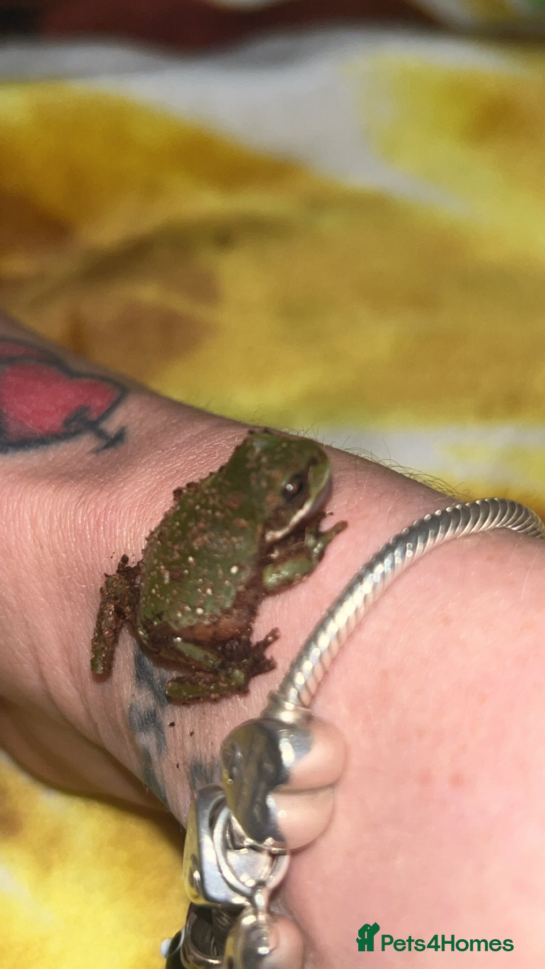 Frog reptiles for sale: White tree froglets  - Advert 3