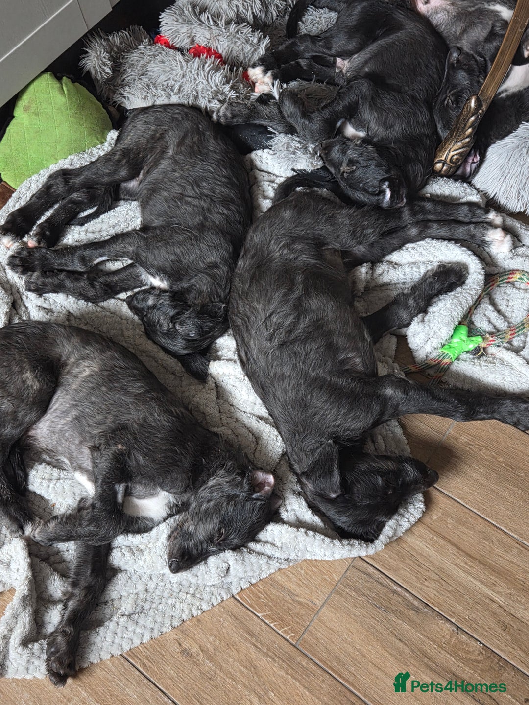 Deerhound dogs for sale: Scottish deerhound puppies - Image 5