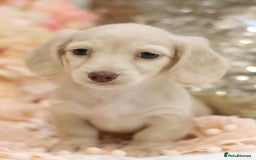 Miniature Dachshund dogs for sale: KC Registered Cream Longhair Puppies - Image 17