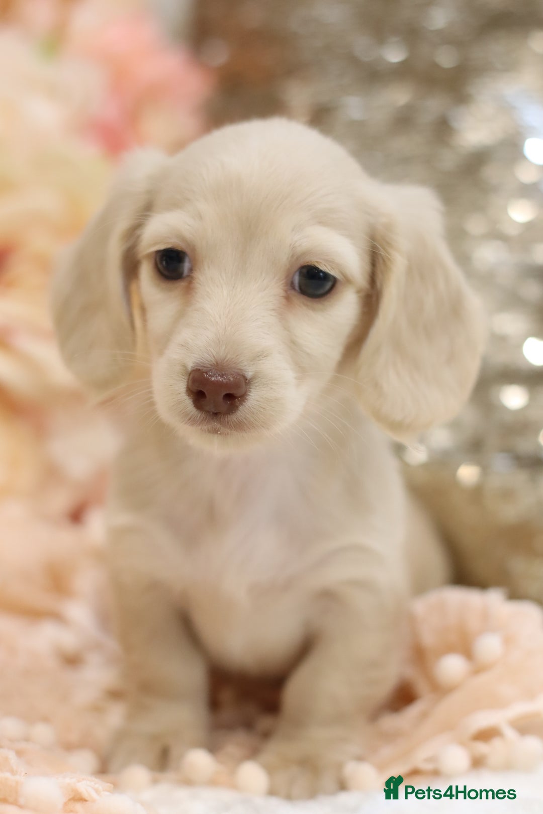 Miniature Dachshund dogs for sale: KC Registered Cream Longhair Puppies - Image 17