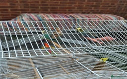Budgerigars birds for sale: Male and Female budgies with Cage and Accessories - Image 8