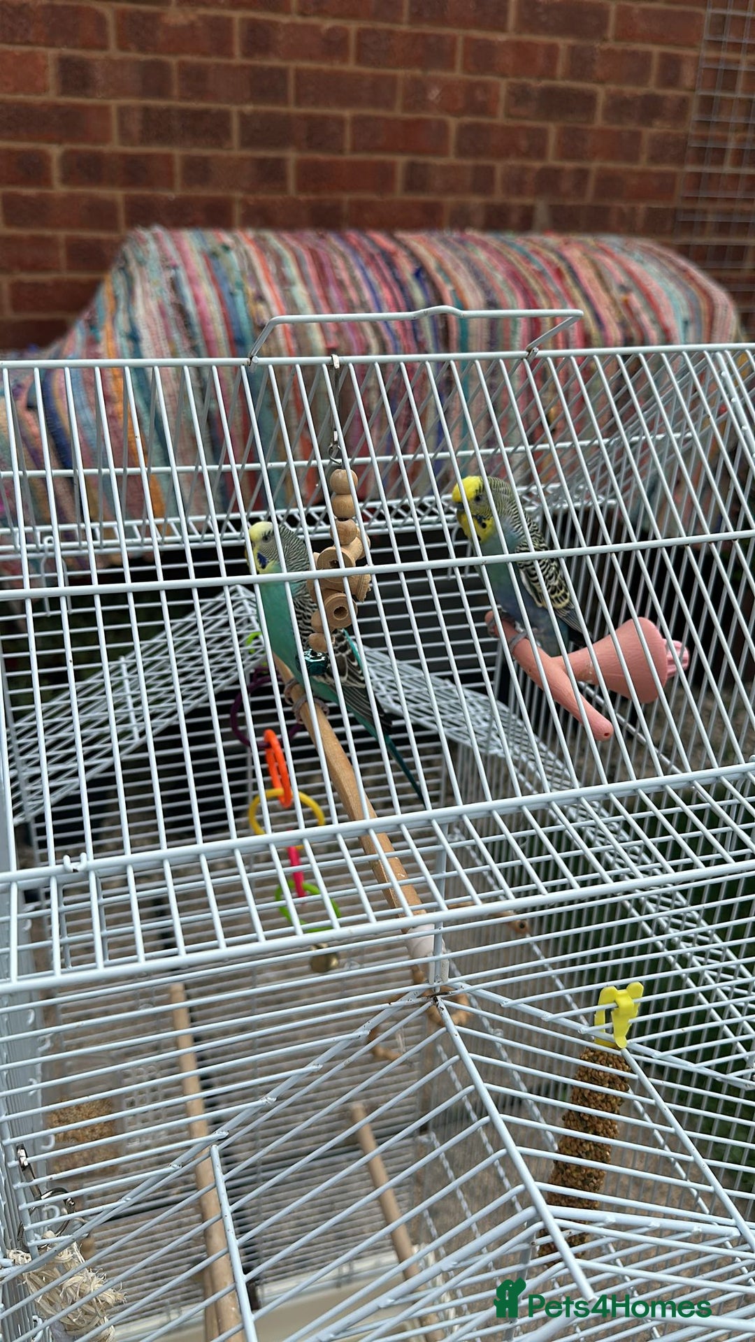 Budgerigars birds for sale: Male and Female budgies with Cage and Accessories - Image 8