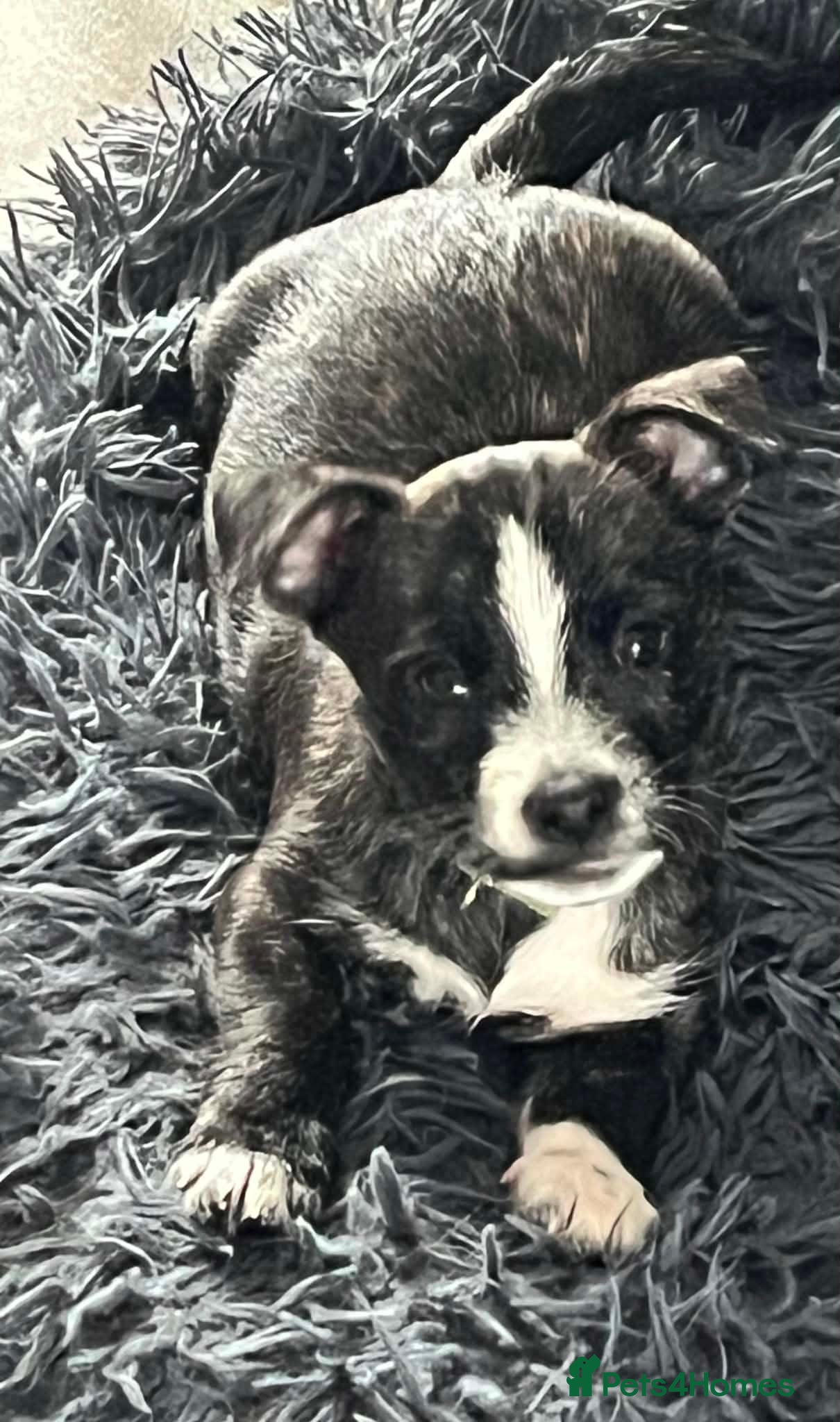 Jack Russell dogs Only 1 left Jack Russellx highland terrier puppies - Advert 13