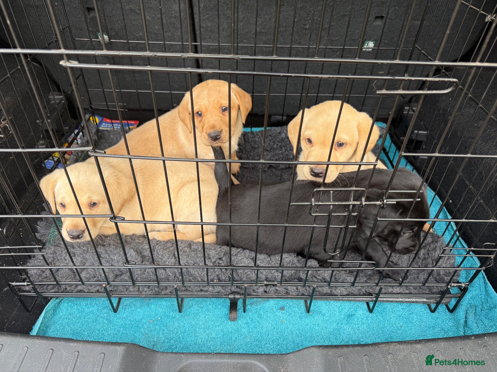 Labrador Retriever dogs Chunky Labrador puppies for sale  - Advert 2