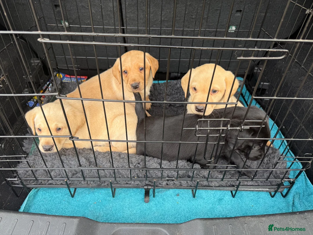 Labrador Retriever dogs for sale: Chunky Labrador puppies for sale  - Advert 1