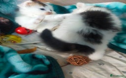 Mixed Breed cats for sale: Four lovely fluffy kittens  - Image 18