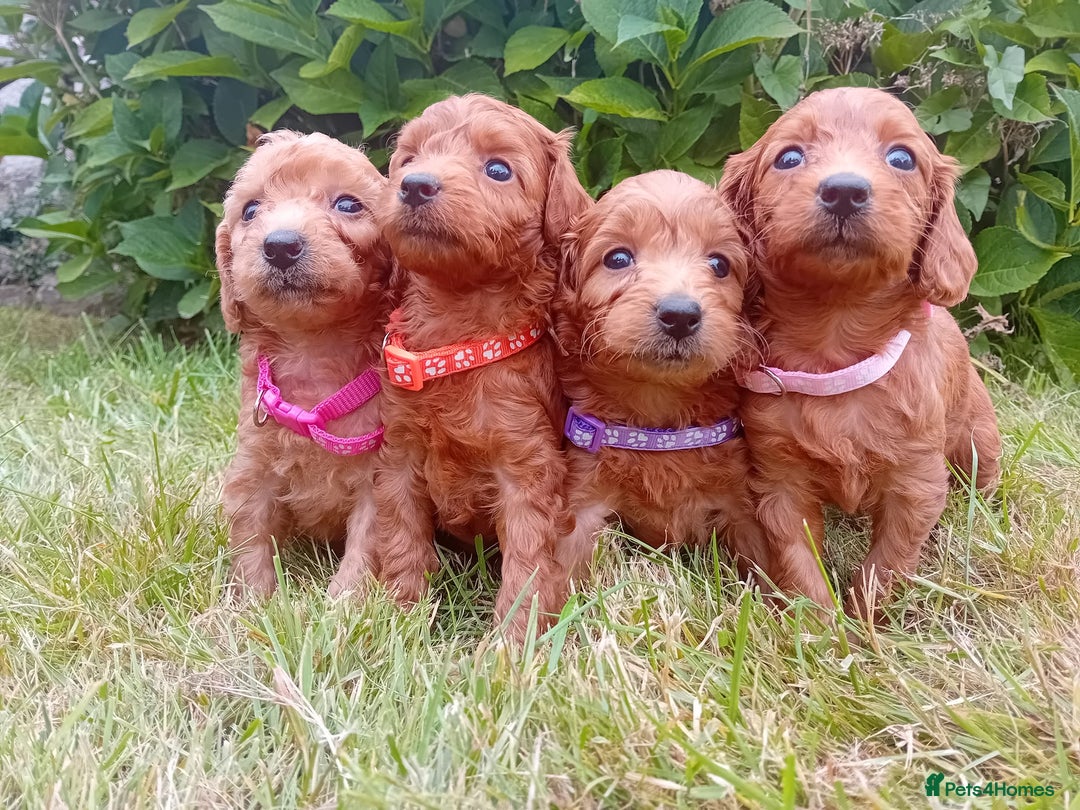 Goldendoodle dogs for sale: Stunning Miniature Goldendoodles - Image 15