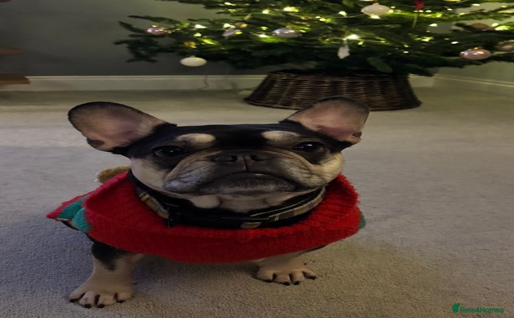 French Bulldog dogs Beautiful French Bulldog  - Advert 4