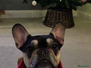 French Bulldog dogs Beautiful French Bulldog - Advert 2